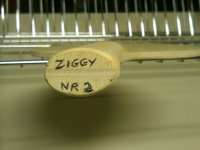 image1.JPG