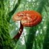 Apiolae