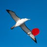 Albatross TT