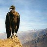 condor