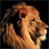 Andrew_10