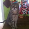 Ulisse