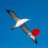 Albatross TT