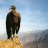 condor